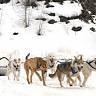 Dog Sledding - Friday Mar. 20